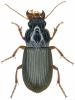 Pseudoophonus rufipes
